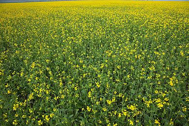 传《鬼灭之刃：火神血风谭》10月14日正式发售 售价不菲